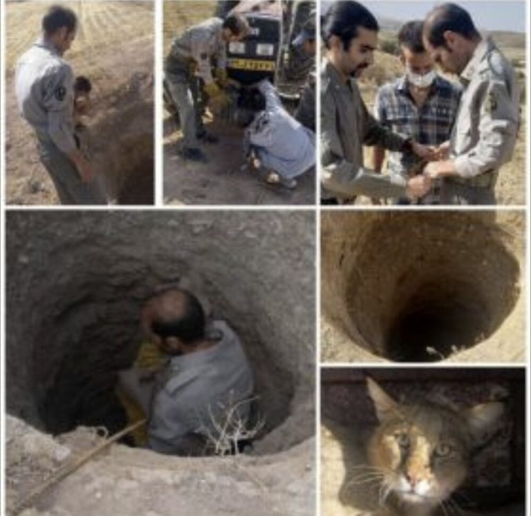 نجات گربه جنگلی در ازنا توسط محیطبان لرستانی
