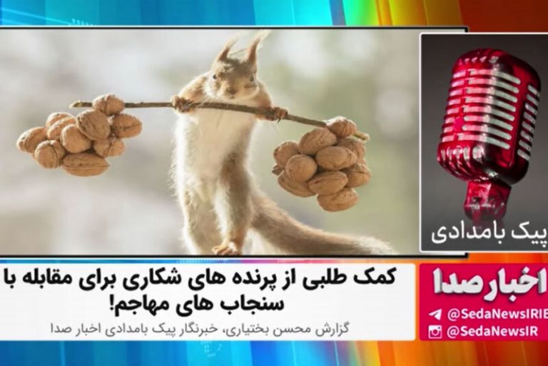 ببینید | استفاده جالب از پرندههای شکاری برای مقابله با سنجابهای مهاجم!