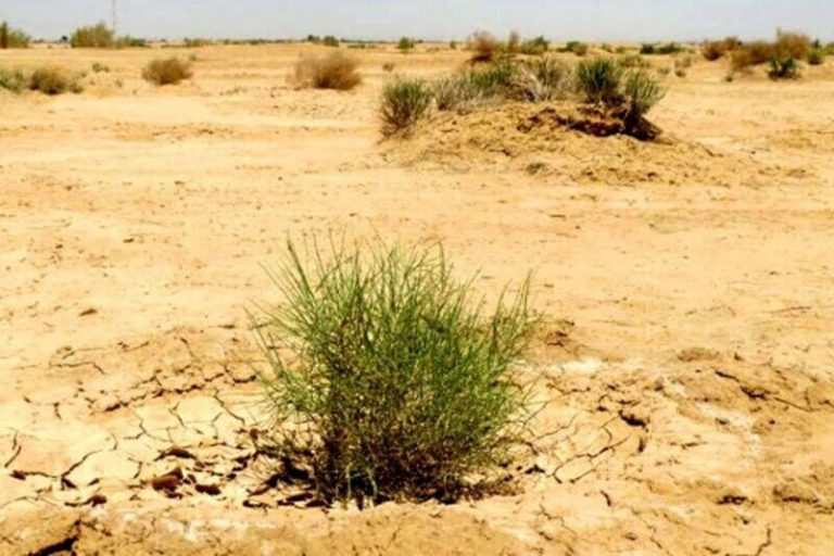 ببینید | ترفند جالب کویت برای بیابان‌زدایی با درخت‌کاری