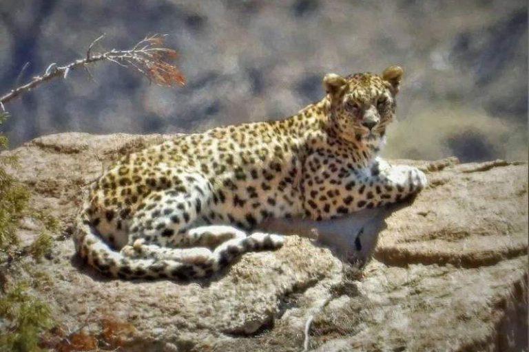 ببینید | تصویری دیدنی از پلنگ در مناطق حفاظت شده استان بوشهر
