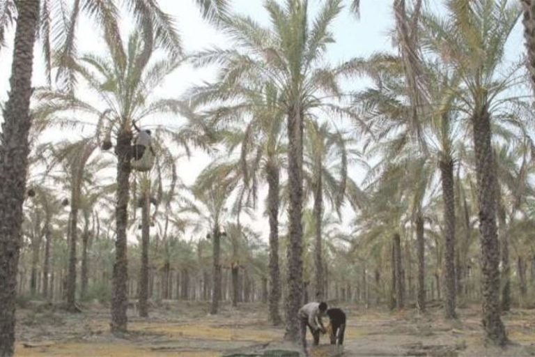 ببینید | شگفت زدگی جوان تنگستانی از حضور رئیس جمهور در نخیلات