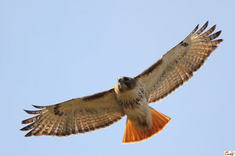 ببینید | رکوردشکنی یک شاهین ماده در سفر