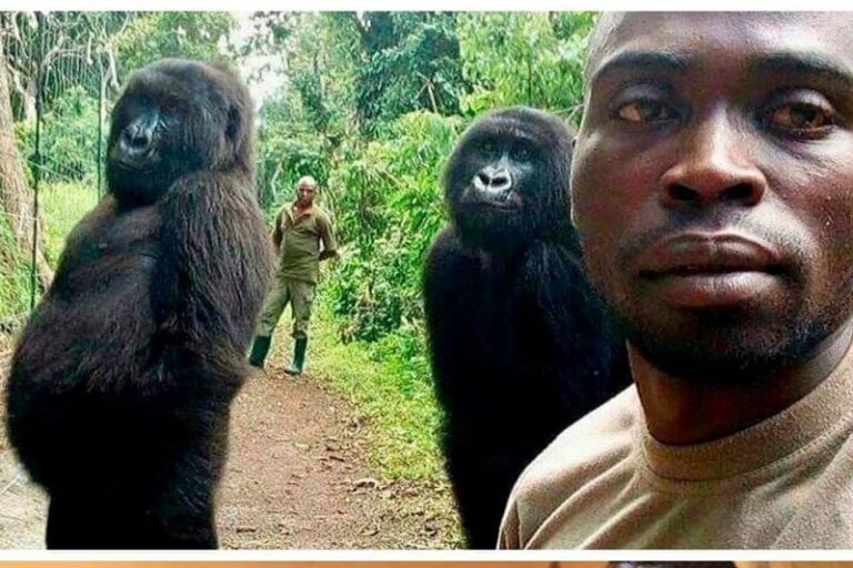 ببینید | گوریلی که عکس سلفی او دنیا را تکان داد
