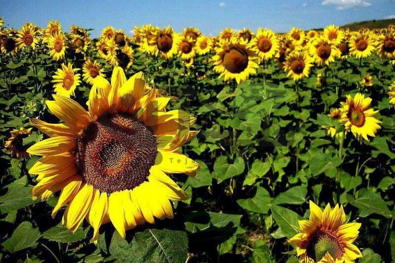 ببینید | نحوه جالب جداسازی تخمه از گل آفتابگردان