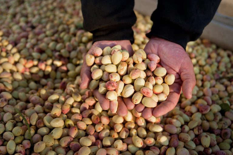 ۶۰ تُن پسته از باغات آذربایجانغربی برداشت میشود