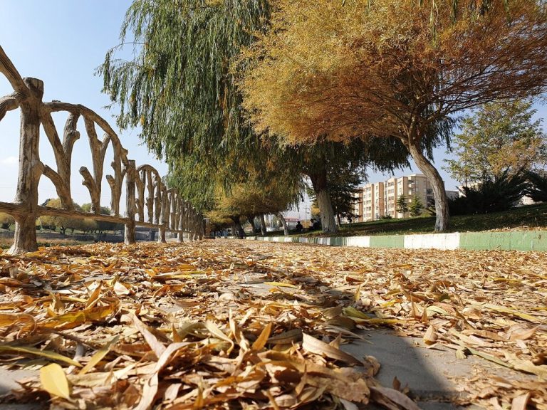 برگهای پائیزی در ۴ نقطه شهر ارومیه جمعآوری نمیشود