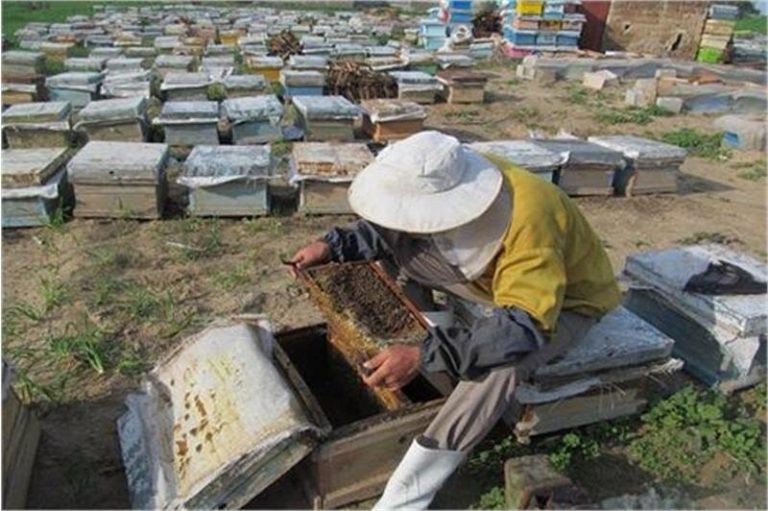 ۶۶۵ طرح اشتغال توسط مددجویان چهارمحال و بختیاری اجرا شد