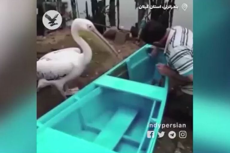 ببینید | لحظاتی دیدنی از دوستی ماهیگیر اهل بندرانزلی و پرنده مهاجر