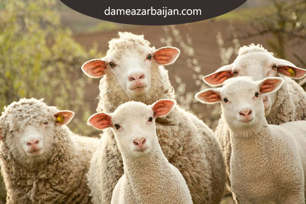 مرکز عرضه گوسفند زنده و دام بهداشتی در تهران