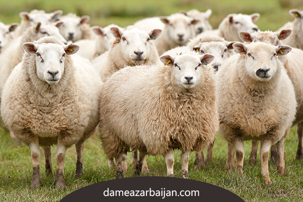 مرکز عرضه گوسفند زنده و دام بهداشتی در تهران