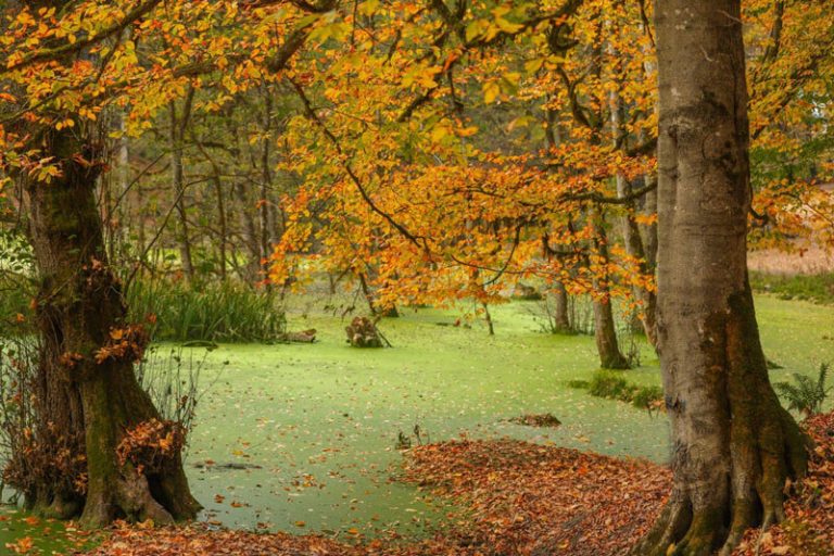 تصاویر | بهشتی تماشایی در نزدیگی تهران؛ مرداب دیوک