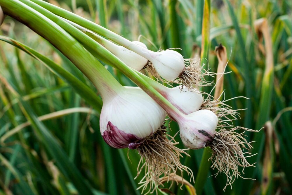 اینجا سبزی از گوشت گران تر شد