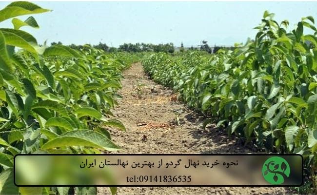 بهترین نهالستان ایران