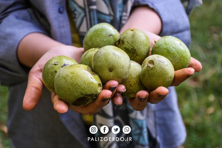 بهترین ارقام نهال گردو در شهر زنجان