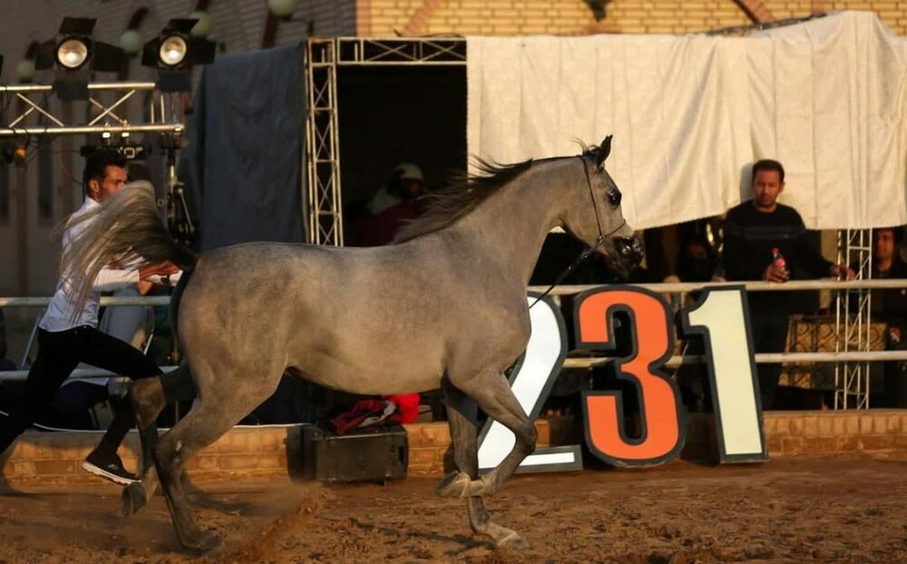 برگزاری اختتامیه مسابقات زیبایی اسب عرب در اشکذر یزد