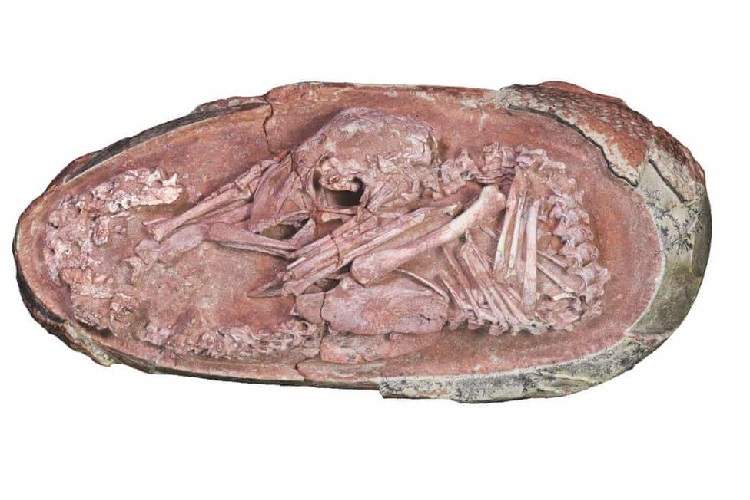  پیدا شدن یک جنین دایناسور در فسیلی از تخم این حیوان منقرض شده