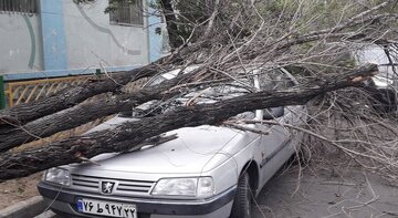 سقوط ۵۴ درخت در اصفهان