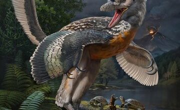 عکس| در فسیل پوست دایناسور پردار چه رازی نهفته است؟