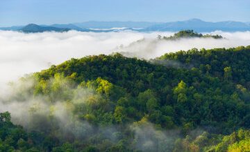 زنگ خطر اقلیمی: گیاهان دیگر دیاکسید کربن را به اندازه قبل جذب نمیکنند