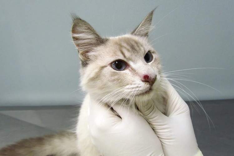 از طریق گربه‌ها یک ابرقارچ در حال گسترش است