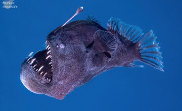 دیده شدن هیولای تاریکی در روشنایی روز/ فیلمی که خیلی زود پربازدید شد