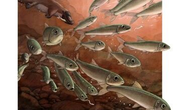 کشف فسیل یک ماهی ۱۵ میلیون ساله با معده دستنخورده