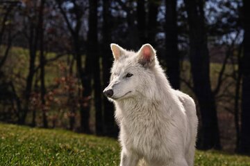 آیا دانشمندان واقعاً گرگ وحشت را به زندگی بازگرداندهاند؟