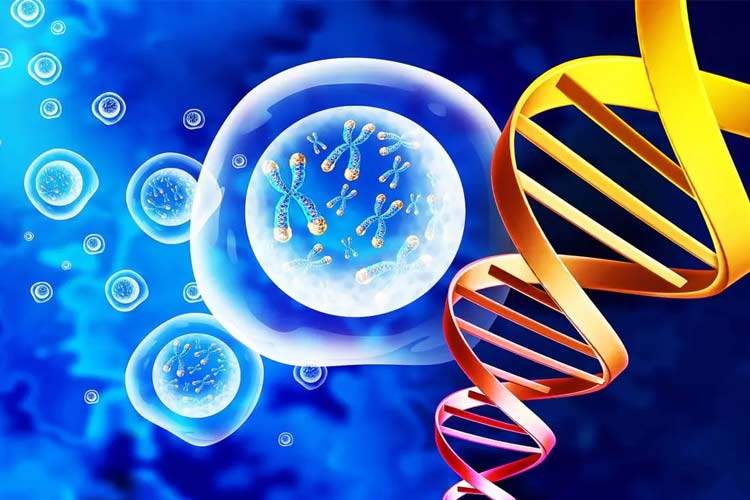 بدن انسان در دو سن خاص شروع به تحلیل رفتن میکند