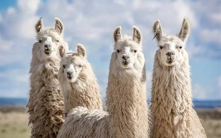 سقوط Llama 4؛ چرا توسعهدهندگان همچنان به سراغ Llama 3 میروند؟