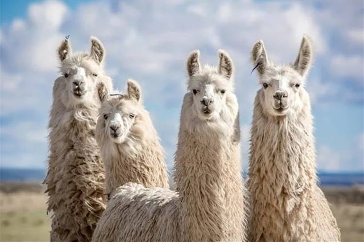 سقوط Llama 4؛ چرا توسعهدهندگان همچنان به سراغ Llama 3 میروند؟