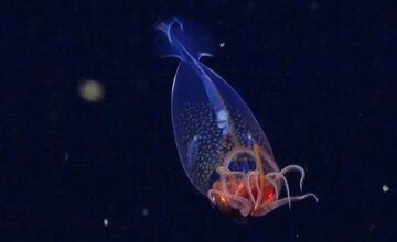 هیولای اعماق اقیانوس دیده شد /عکس