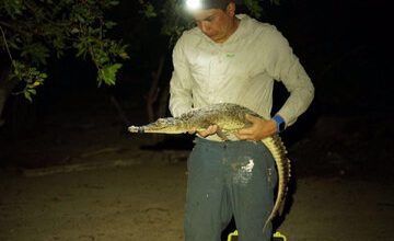 کشف دو گونه اسرارآمیز از دنیای کروکودیلها