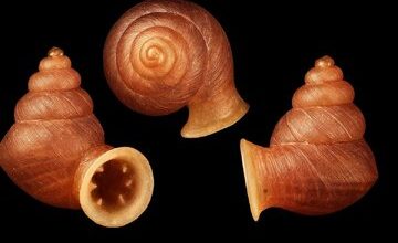 این حلزون شبیه به نقاشیهای پیکاسو است