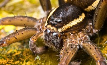 بازگشت عنکبوتهای غولپیکر که روی آب راه میروند /عکس