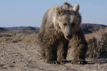 تماشای تلاش طاقتفرسای کمیابترین خرس جهان برای یافتن آب