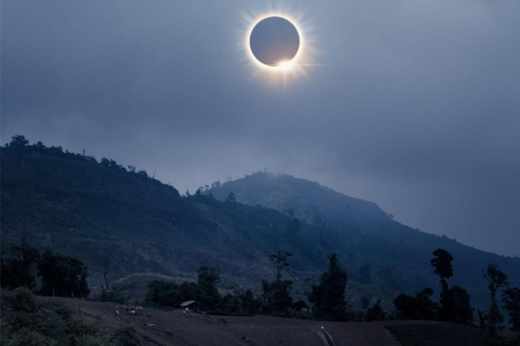 دانشمندان: درختان گاهی با هم حرف می‌زنند
