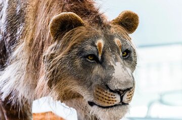 شیرهایی که از دست نئاندرتالها جان سالم به در نبردند و تبدیل به چاقوی سوئیسی شدند!