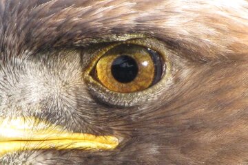 قویترین چشمان دنیا؛ کدام حیوان بهترین بینایی را دارد؟