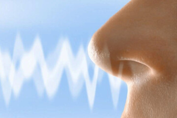 چه موجودی قوی‌ترین حس بویایی را دارد؟