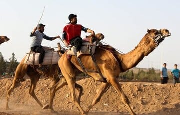 بورسیه شترسواری ایران سوخت!