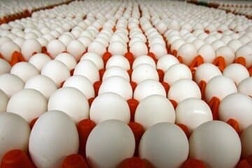 قیمت انواع تخم مرغ پوست سفید اعلام شد