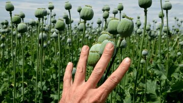 آزاد شدن کشت خشخاش تکذیب شد؟