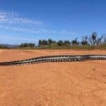 برخورد نزدیک با مار پیتون غولپیکر / ثبت لحظهای استثنایی در حیاتوحش