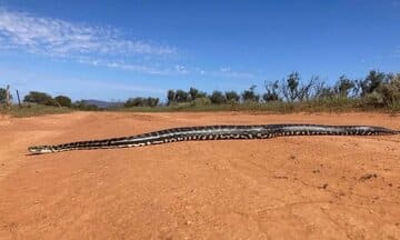 برخورد نزدیک با مار پیتون غولپیکر / ثبت لحظهای استثنایی در حیاتوحش