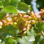 برداشت پسته از باغ‌های شهرستان حاجی آباد