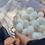برگزاری روز جهانی تخم مرغ در شهرستان شاهرود