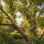 جشنواره بادام سامان؛ نقطه شروع توسعه پایدار کشاورزی