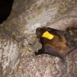 خفاش‌ها چطور مثل جنگنده پرنده‌ها را شکار کرده و در آسمان می‌بلعند