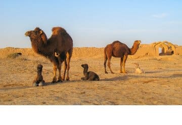 دستور قضایی؛ فرصت ۳ روزه برای جمع‌آوری شترها صادر شد/ ماجرا چیست؟