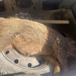 دستگیری متخلفین زیست محیطی شکار غیرمجاز گراز وحشی در خرم‌آباد